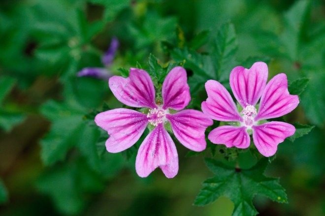 shutterstock_200961398